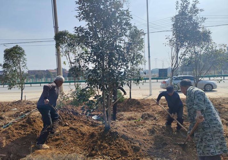 让城市道路焕发新颜——走进绿色养护新时代